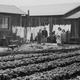 A Japanese American family in front of their strawberry farm in Mountain View, CA.